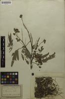 Filed as Enterolobium contortisiliquum (Vell.) Morong [family MIMOSACEAE]