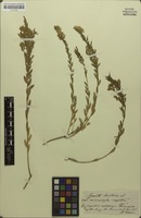 Type of Genista rupestris Schur [family FABACEAE]