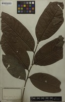 Syntype of Porocystis toulicioides Radlk. [family SAPINDACEAE]