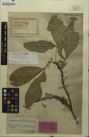 Syntype of Lepisanthes andamanica King [family SAPINDACEAE]