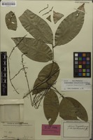 Holotype of Aphania dasypetala Radlk. [family SAPINDACEAE]