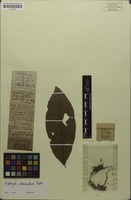 Isotype of Matayba adenanthera Radlk. [family SAPINDACEAE]