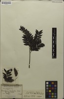 Isotype of Dilodendron bipinnatum var. elegans Radlk. [family SAPINDACEAE]