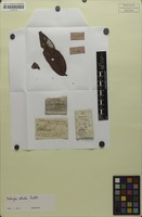Isotype of Matayba robusta Radlk. [family SAPINDACEAE]