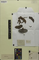 Syntype of Matayba mollis Radlk. [family SAPINDACEAE]