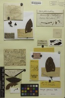 Isotype of Matayba glaberrima Radlk. [family SAPINDACEAE]
