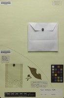 Isosyntype of Guioa subsericea Radlk. [family SAPINDACEAE]