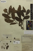 Syntype of Cupaniopsis apiocarpa Radlk. [family SAPINDACEAE]