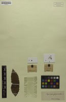 Isotype of Cupaniopsis grosseserrata Radlk. [family SAPINDACEAE]