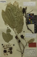 Isolectotype of Rhysotoechia acuminata Radlk. [family SAPINDACEAE]