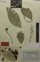 Holotype of Sarcopteryx holconeura Radlk. [family SAPINDACEAE]