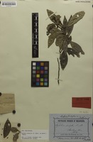 Syntype of Ratonia distylis F.Muell. ex Benth. [family SAPINDACEAE]