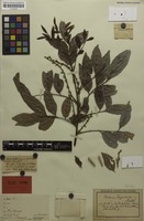 Holotype of Toechima dasyrrhache Radlk. [family SAPINDACEAE]