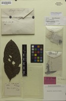 Isotype of Harpullia ramiflora Radlk. [family SAPINDACEAE]
