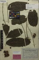Holotype of Harpullia crustacea Radlk. [family SAPINDACEAE]
