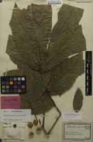 Holotype of Harpullia sphaeroloba Radlk. [family SAPINDACEAE]