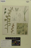 Filed as Albuca abyssinica Jacq. [family ASPARAGACEAE]