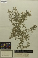 Filed as Ononis viscosa subsp. viscosa L. [family FABACEAE]