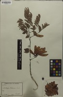 Original material of Dalbergia boehmii Taub. [family FABACEAE]