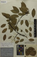 Holotype of Drepanocarpus frondosus Mart. ex Benth. [family FABACEAE]