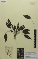 Isotype of Cryptocoryne waseri Kettner [family ARACEAE]