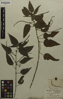 Original material? of Acalypha amblyodonta var. villosa Müll.Arg. [family EUPHORBIACEAE]