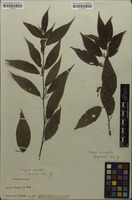 Isotype of Acalypha diversifolia var. squarrosa Müll.Arg. [family EUPHORBIACEAE]
