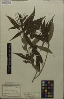 Syntype of Acalypha martiana Müll.Arg. [family EUPHORBIACEAE]