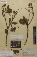 Isotype of Rollinia calcarata R.E.Fr. [family ANNONACEAE]