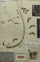 Holotype of Erythrina mulungu Mart. ex Benth. [family FABACEAE]