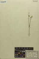 Isotype of Pfaffia aphylla Suess. [family AMARANTHACEAE]
