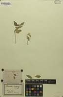 Isosyntype of Alternanthera adscendens Suess. [family AMARANTHACEAE]