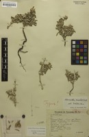 Syntype of Alternanthera cinerella Suess. [family AMARANTHACEAE]