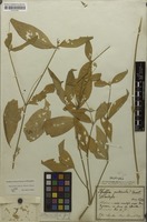 Type of Brandesia puberula Mart. [family AMARANTHACEAE]
