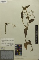Syntype of Brandesia rufa Mart. [family AMARANTHACEAE]