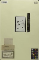 Isotype of Gomphrena guaranitica Chodat [family AMARANTHACEAE]