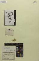 Isotype of Gomphrena regeliana Seub. [family AMARANTHACEAE]