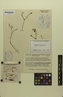 Original material of Gomphrena serturneroides Suess. [family AMARANTHACEAE]