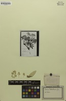 Isosyntype of Iresine weberbaueri Suess. [family AMARANTHACEAE]