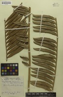 Isotype of Encephalartos concinnus R.A.Dyer & I.Verd. [family CYCADACEAE]