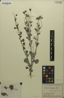 Filed as Emilia discifolia (Oliv.) C.Jeffrey [family ASTERACEAE]