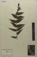 Filed as Veronica longifolia L. [family SCROPHULARIACEAE]