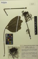 Paratype of Schefflera suaveolens Frodin [family ARALIACEAE]
