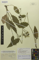 Syntype of Hieracium diaphanoides var. trigonodontum Zahn [family ASTERACEAE]