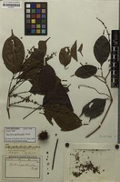 Isotype of Paullinia paullinioides Radlk. [family SAPINDACEAE]