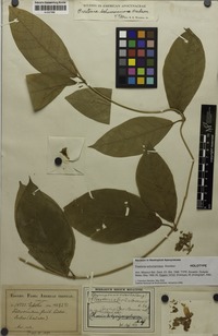Holotype of Prestonia schumanniana Woodson [family APOCYNACEAE]
