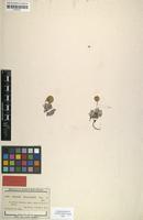 Type of Cancrinia chrysocephala Kar. & Kir. [family ASTERACEAE]