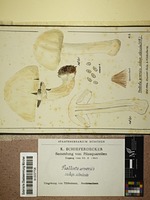 Agaricus silvicola (Vittad.) Peck