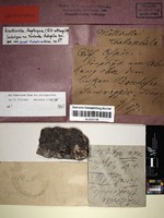 Lectotype of Muellerella thallophila Arnold [family VERRUCARIACEAE]