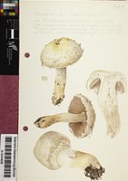 Agaricus aestivalis (F.H. Møller) Pilát